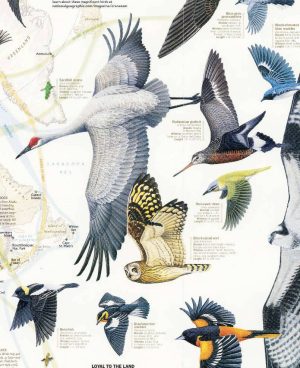 پوستر مهاجرت پرندگان در جهان