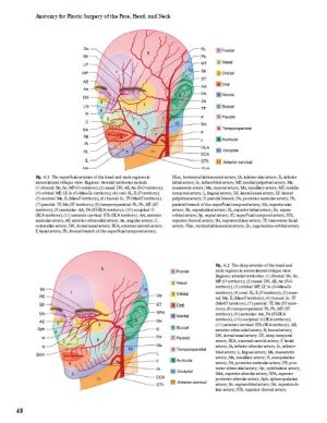 Anatomy for Plastic Surgery of the Face, Head and Neck