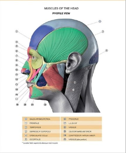 Anatomy of Facial Expression