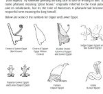 Art of Ancient Egypt_ A Resource for Educators
