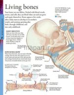 Human Body a visual encyclopedia