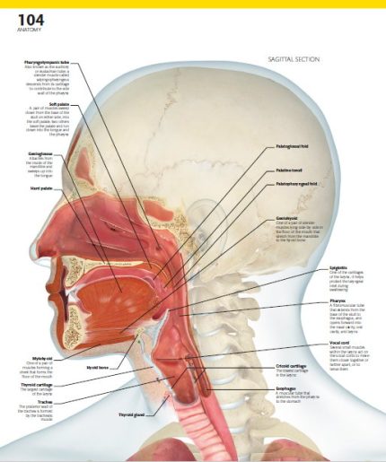 The Complete Human Body