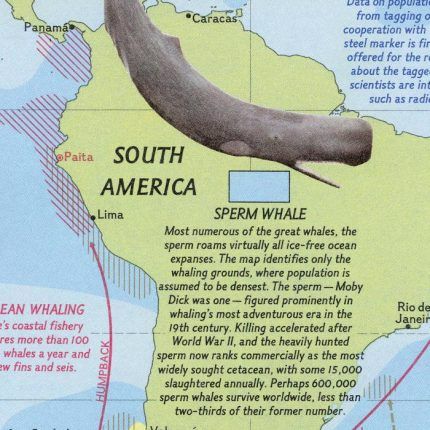 The Great Whales