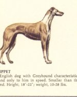The official illustrated dog map of the world-1967