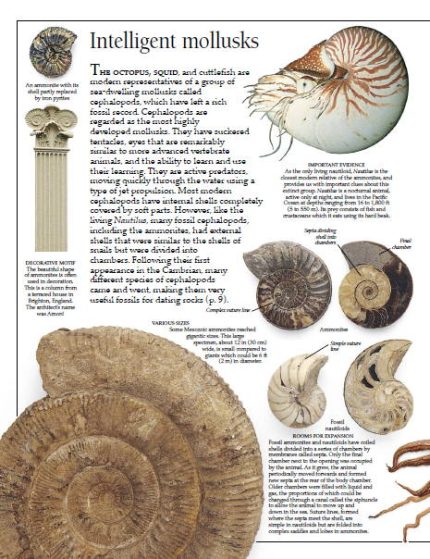 fossil book