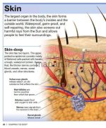 human body