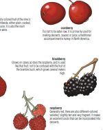 the visual dictionary of food & kitchen