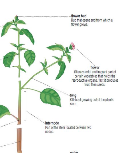 the visual dictionary of plants & gardening