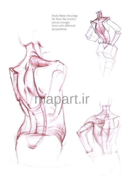 رسم بدن انسان